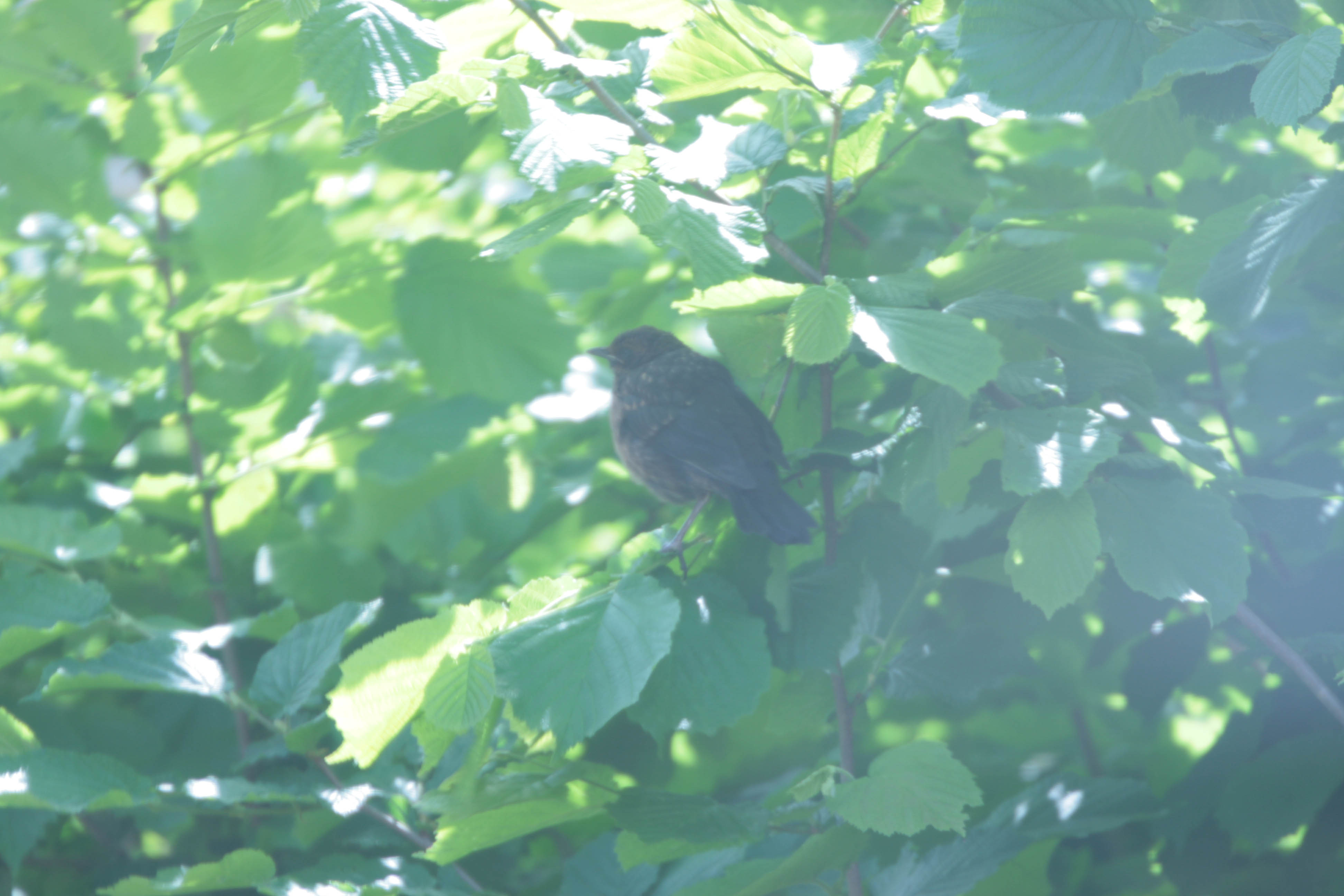 blackbird chick 2- photo by justin bere.jpg